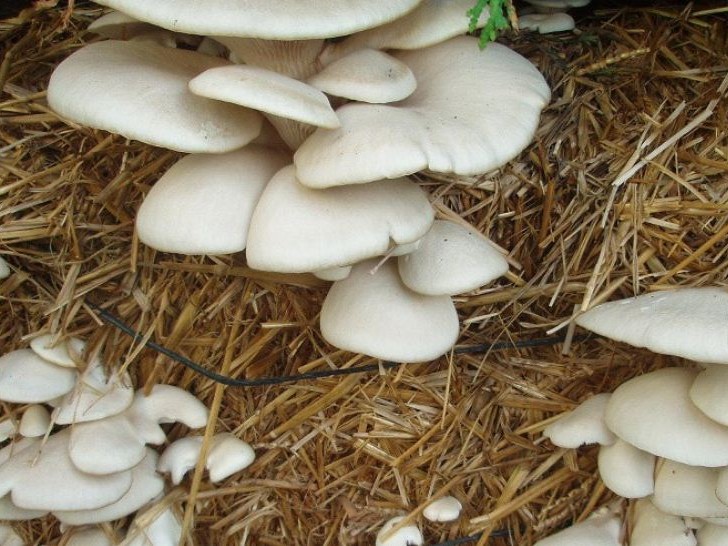 उचाइ क्षेत्रमा पहिलो च्याउखेती शुरू 